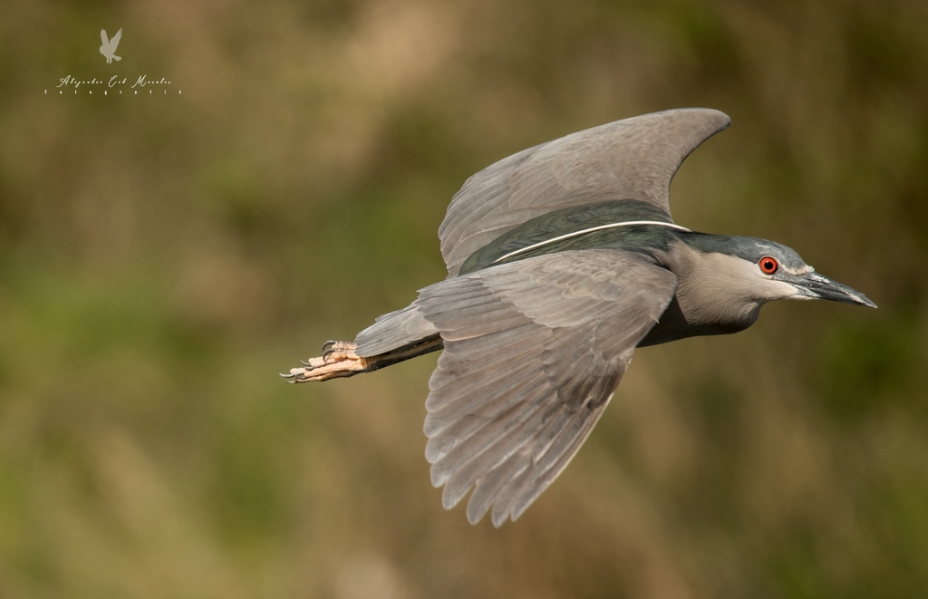 Dusky Black-crowned Night Heron (Subspecies Nycticorax