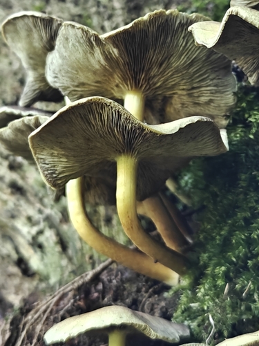 Sulphur Tuft