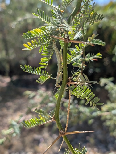 Mediterranean Mantis
