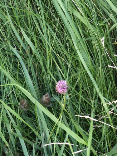 Red Clover
