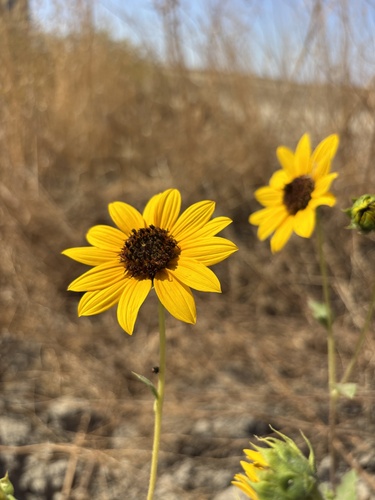 Common Sunflower