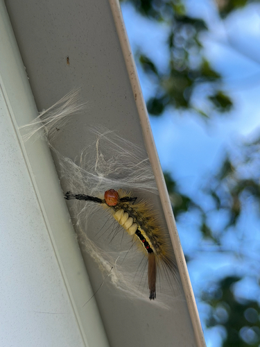 White-marked Tussock Moth