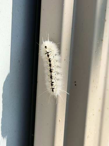 Hickory Tussock Moth