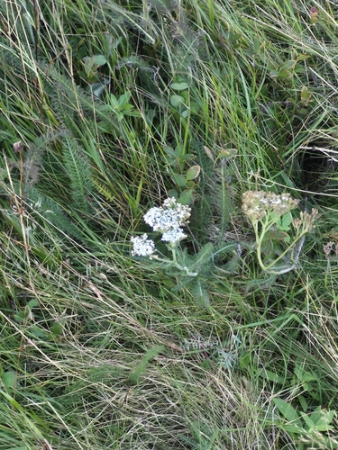 common yarrow