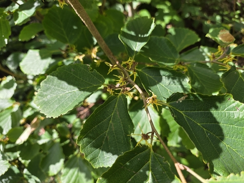 witch-hazels