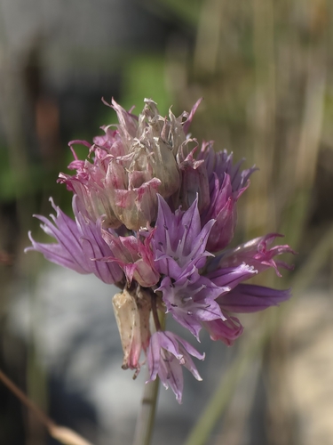Chives