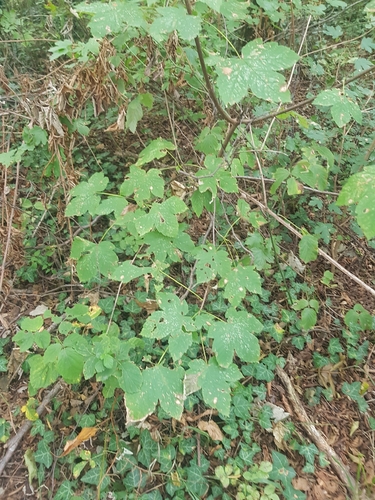 sycamore maple