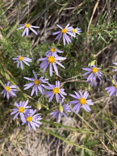 Flax-leaved Aster