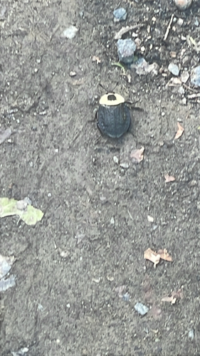 American Carrion Beetle