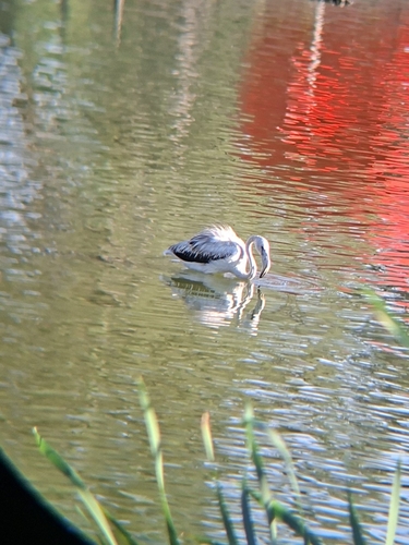 Greater Flamingo