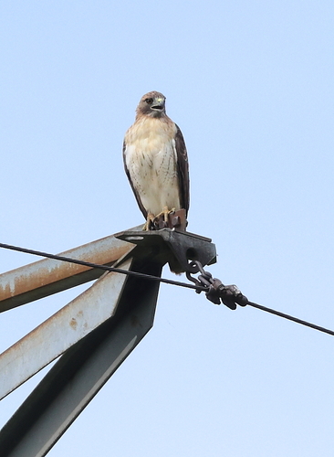 Red-tailed Hawk