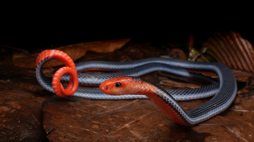 Blue Malaysian Coralsnake