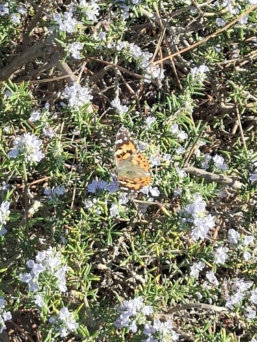 Painted Lady