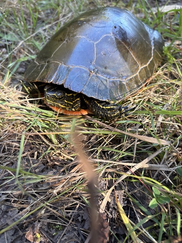 Painted Turtle