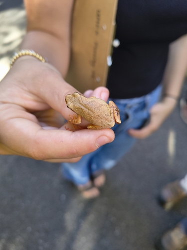 Spring Peeper