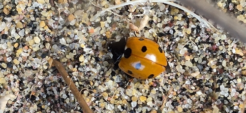 Seven-spotted Lady Beetle