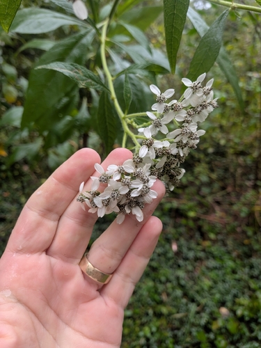 frostweed