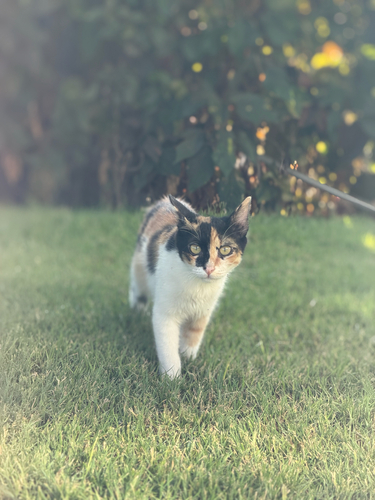Domestic Cat