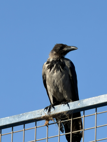 Hooded Crow