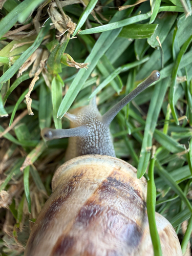 Chocolate-band Snail