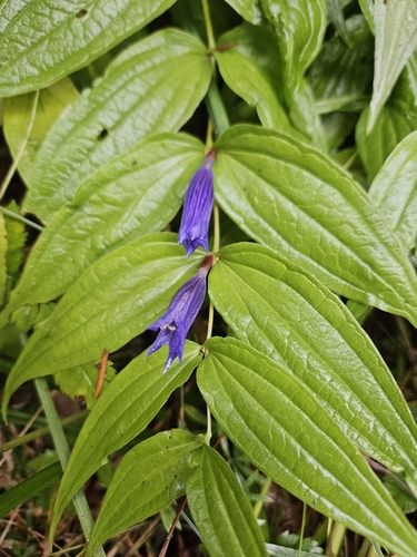 willow gentian