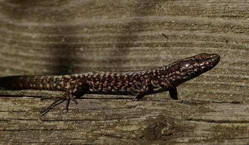 Common Wall Lizard