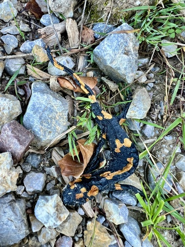 Fire Salamander