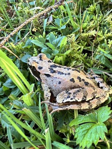 European Common Frog