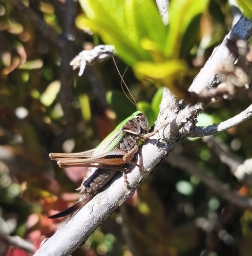 Bog Bush-cricket