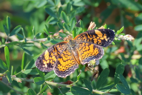 Pearl Crescent