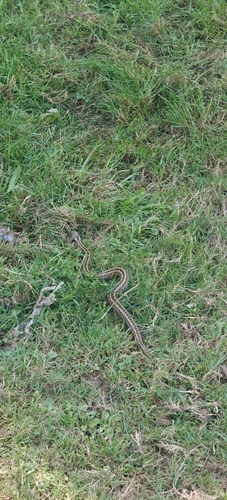 Seoane's Viper