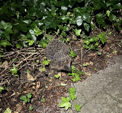 Common Hedgehog