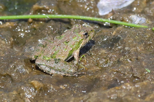 Northern Cricket Frog