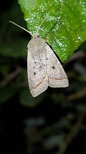 Red-line Quaker