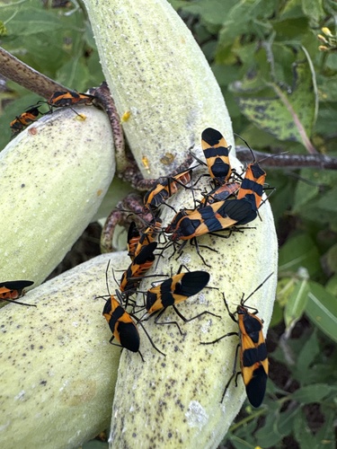 Large Milkweed Bug