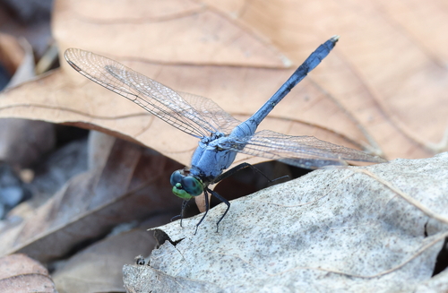 Eastern Pondhawk