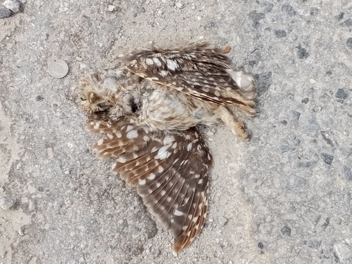 Little Owl