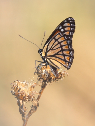 Viceroy