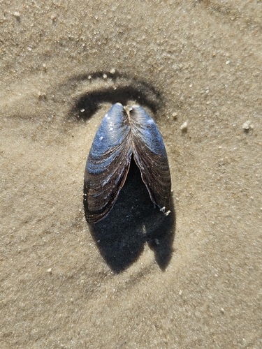 Plata river mussel