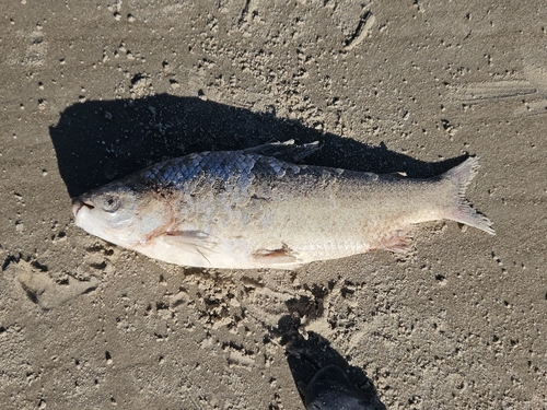 Streaked Prochilod