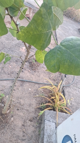 Red Bean Tree
