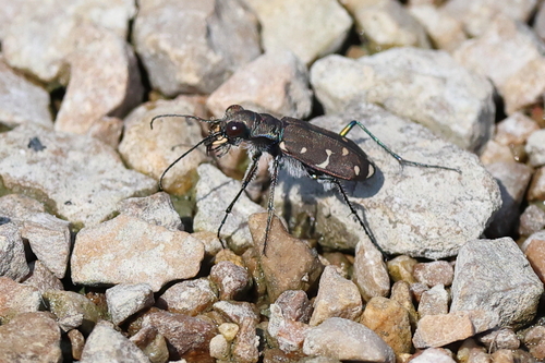 Twelve-spotted Tiger Beetle