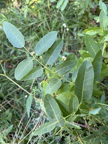 hemp dogbane
