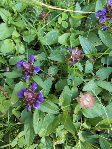 common selfheal