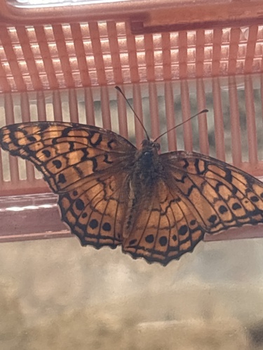 Variegated Fritillary