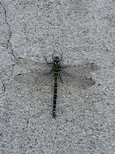 Southern Hawker