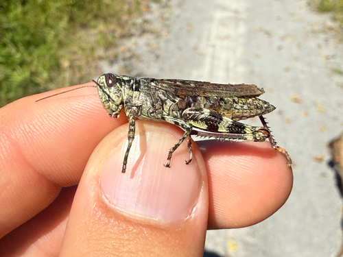 Pine tree Spur-throat Grasshopper