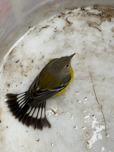 Magnolia Warbler