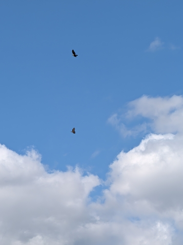 Common Buzzard