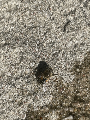 Eurasian Drone Fly